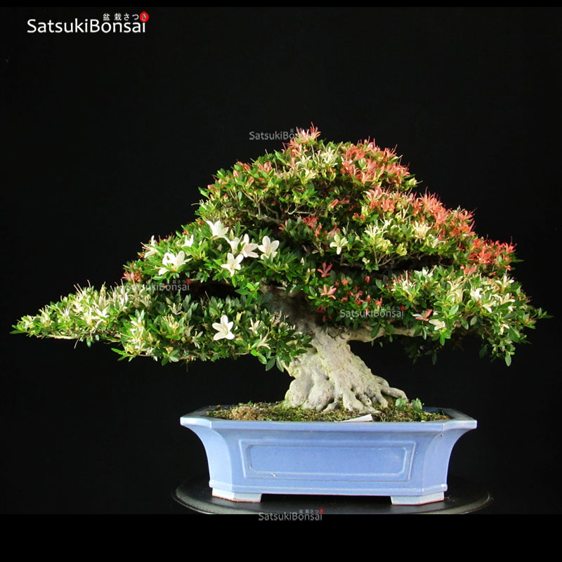 4648_7-Satsuki-Kegon Azalea Satsuki KEGON VENDUTO - immagine 1