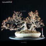 Acer Buergerianum - Kaede Ishizuki - immagine 5