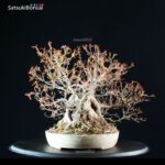 Acer Buergerianum - Kaede Ishizuki - immagine 6