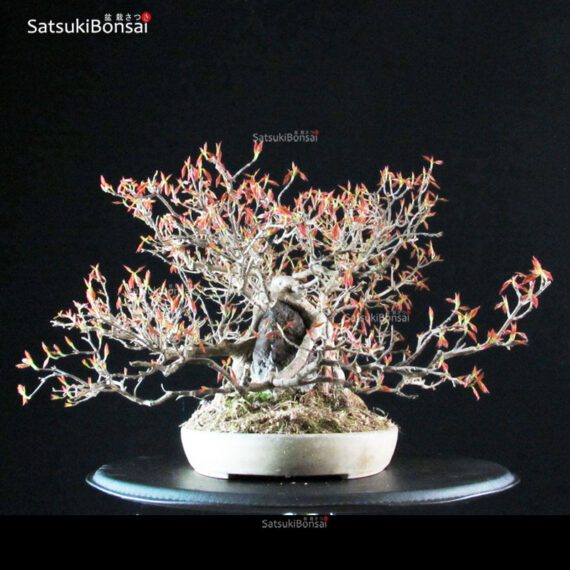 Acer Buergerianum - Kaede Ishizuki - immagine 8