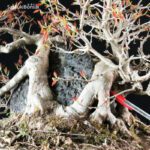 Acer Buergerianum - Kaede Ishizuki - immagine 9