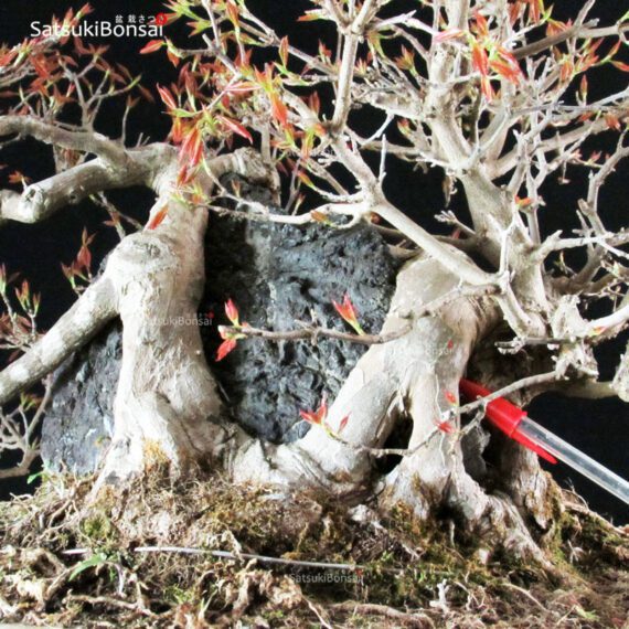 Acer Buergerianum - Kaede Ishizuki - immagine 9