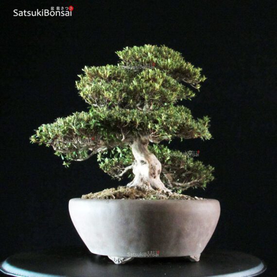 Azalea Satsuki Var. HI-NO-MARU RISERVATO - immagine 7