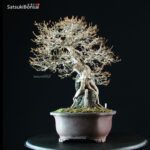 Acer Buergerianum - Kaede Ishizuki - immagine 9