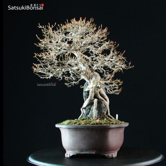 Acer Buergerianum - Kaede Ishizuki - immagine 9