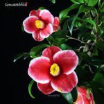 Camelia Japonica TAMA NO HURA - immagine 2