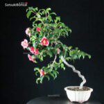 Camelia Japonica TAMA NO HURA