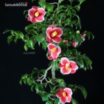Camelia Japonica TAMA NO HURA - immagine 3