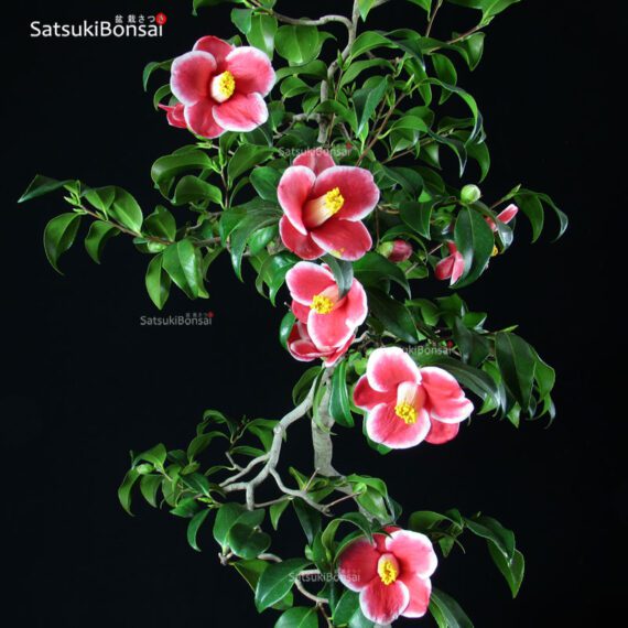 Camelia Japonica TAMA NO HURA - immagine 3