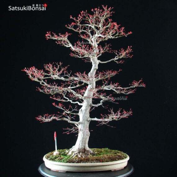 Acero Palmato var. Benichidori VENDUTO - immagine 6