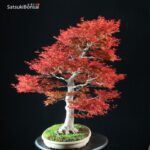 Acero Palmato var. Benichidori VENDUTO - immagine 5