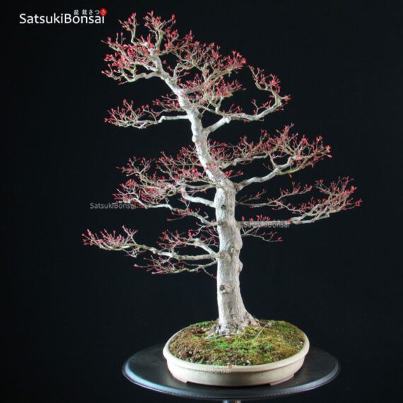 Acero Palmato var. Benichidori VENDUTO - immagine 10