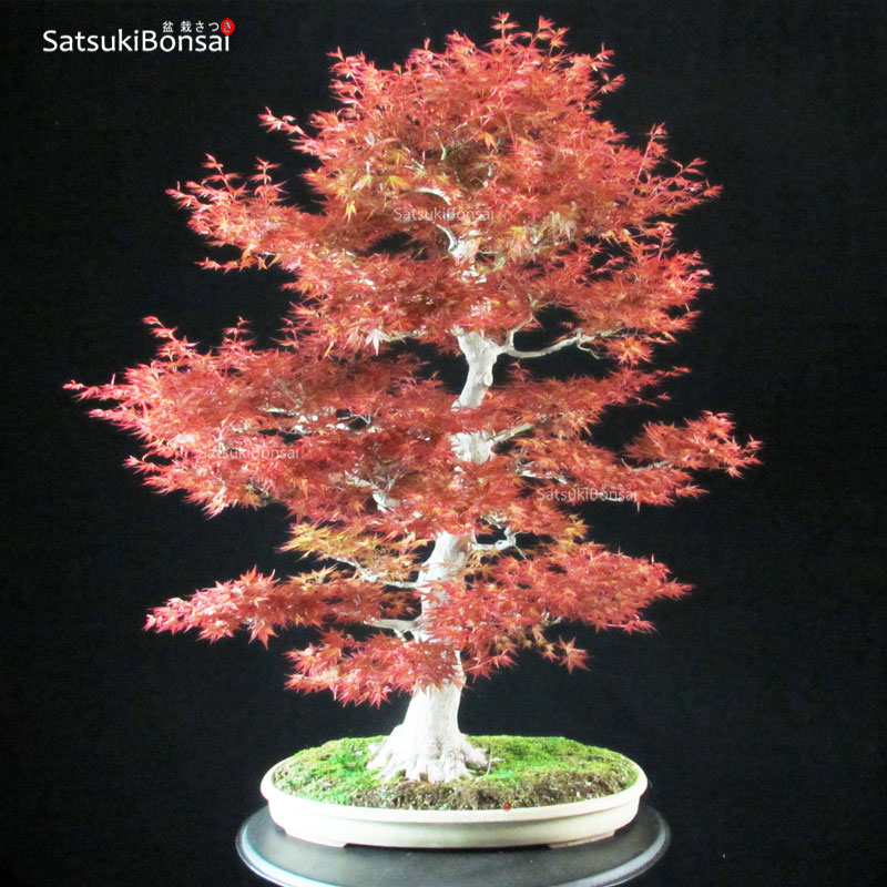 4866_7-Acer-palmatum-benichidori Acero Palmato var. Benichidori VENDUTO - immagine 1