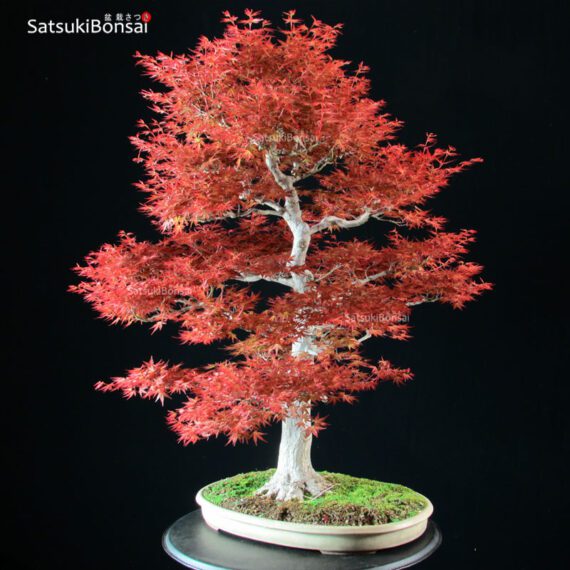 Acero Palmato var. Benichidori VENDUTO - immagine 2