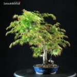 Acero Palmato Arakawa - immagine 4
