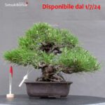 Pinus Thunbergii Kuromatsu Corticosa