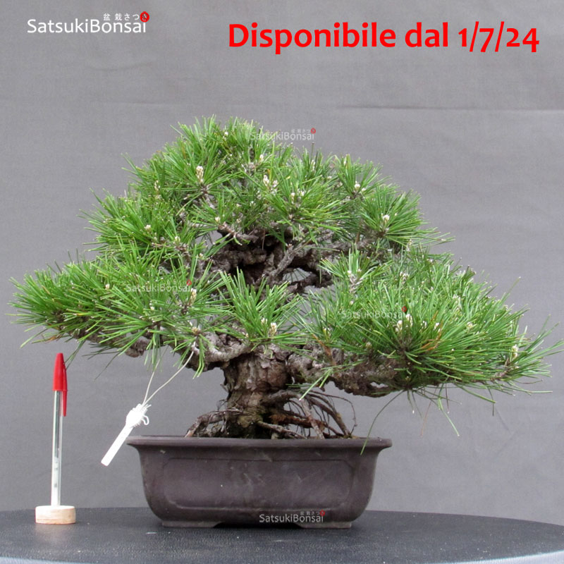 4469_1-Pinus-thunbergii-corticosa Pinus Thunbergii Kuromatsu Corticosa - immagine 1