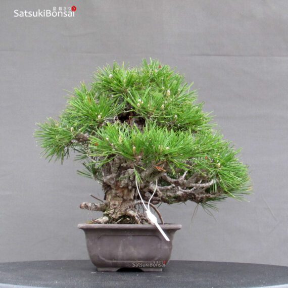 Pinus Thunbergii Kuromatsu Corticosa - immagine 2