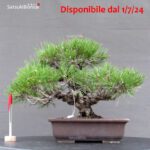 Pinus Thunbergii Kuromatsu Corticosa