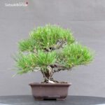 Pinus Thunbergii Kuromatsu Corticosa - immagine 2