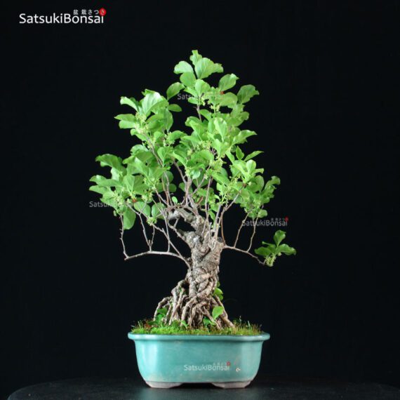 Celastrus Orbicolatus - immagine 4
