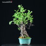 Celastrus Orbicolatus - immagine 5