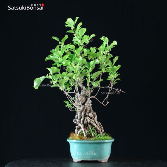 Celastrus Orbicolatus - immagine 5