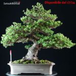 Pinus Pentaphylla Zuisho Goyomatsu VENDUTO
