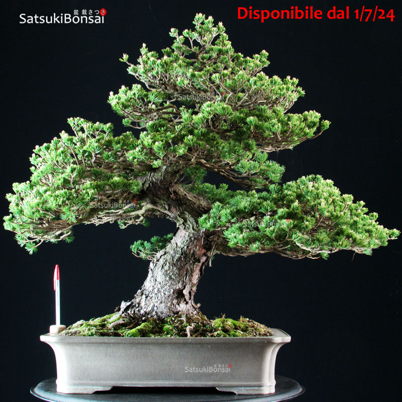 4547_1-Pinus-pentaphylla-Zuisho Pinus Pentaphylla Zuisho Goyomatsu VENDUTO - immagine 1