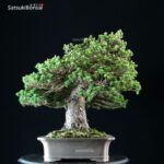 Pinus Pentaphylla Zuisho Goyomatsu VENDUTO - immagine 2