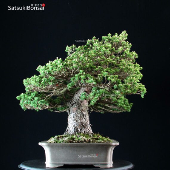 Pinus Pentaphylla Zuisho Goyomatsu VENDUTO - immagine 2