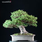 Pinus Pentaphylla Zuisho Goyomatsu VENDUTO - immagine 3