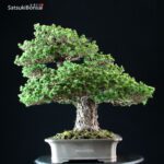 Pinus Pentaphylla Zuisho Goyomatsu VENDUTO - immagine 4