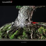 Pinus Pentaphylla Zuisho Goyomatsu VENDUTO - immagine 5
