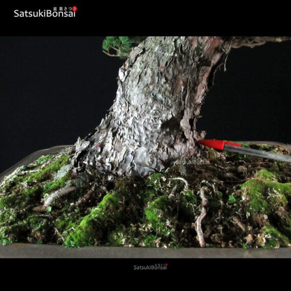 Pinus Pentaphylla Zuisho Goyomatsu VENDUTO - immagine 5