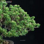 Pinus Pentaphylla Zuisho Goyomatsu VENDUTO - immagine 6