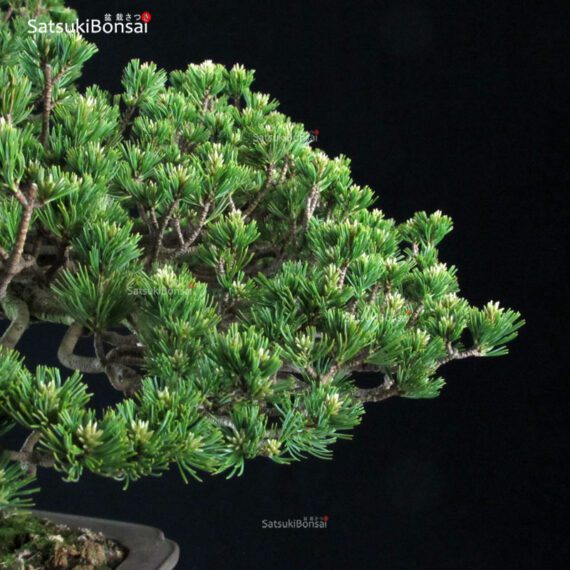 Pinus Pentaphylla Zuisho Goyomatsu VENDUTO - immagine 6