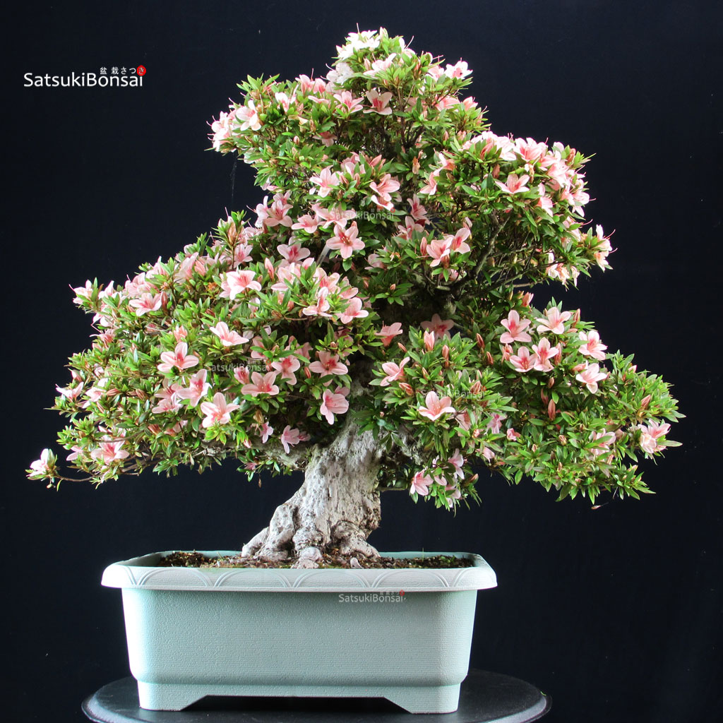 4640_6-Satsuki-Nyohozan Azalea Satsuki NYOHOZAN - immagine 1
