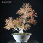 Acero Palmato Yamamomiji - immagine 6