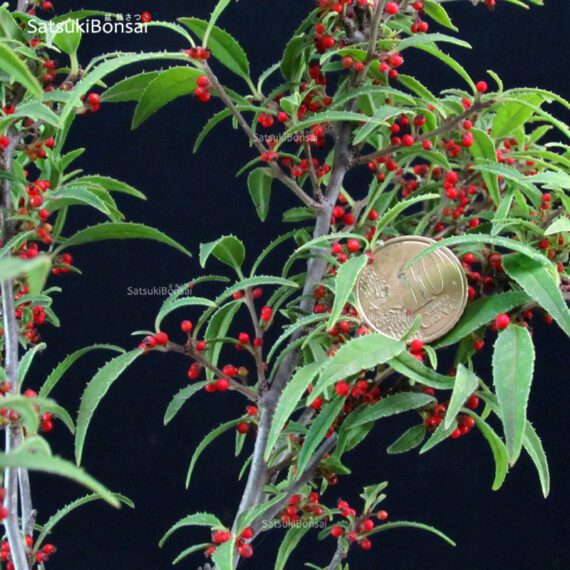 Ilex serrata Koshobai - immagine 2