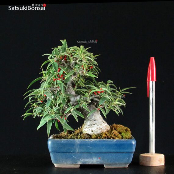 Ilex serrata Koshobai - immagine 8