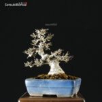 Ilex serrata Koshobai - immagine 12