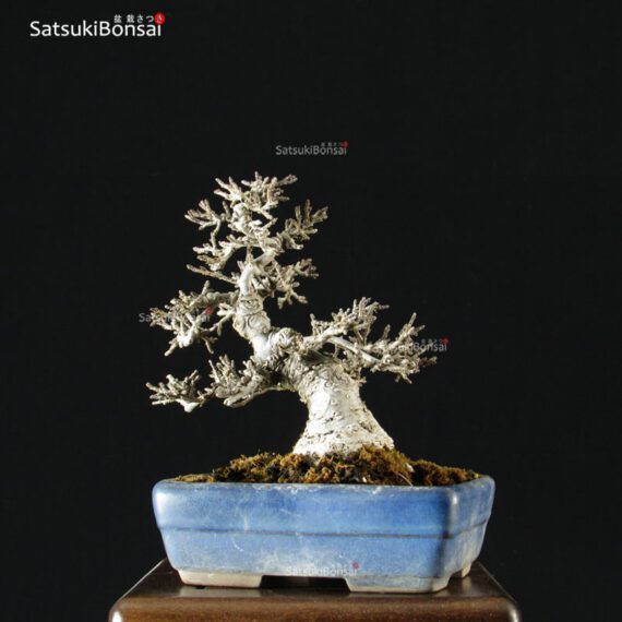 Ilex serrata Koshobai - immagine 12