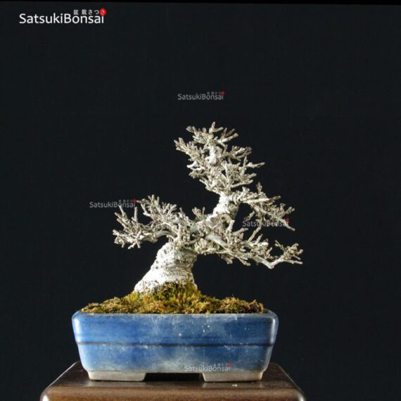Ilex serrata Koshobai - immagine 14