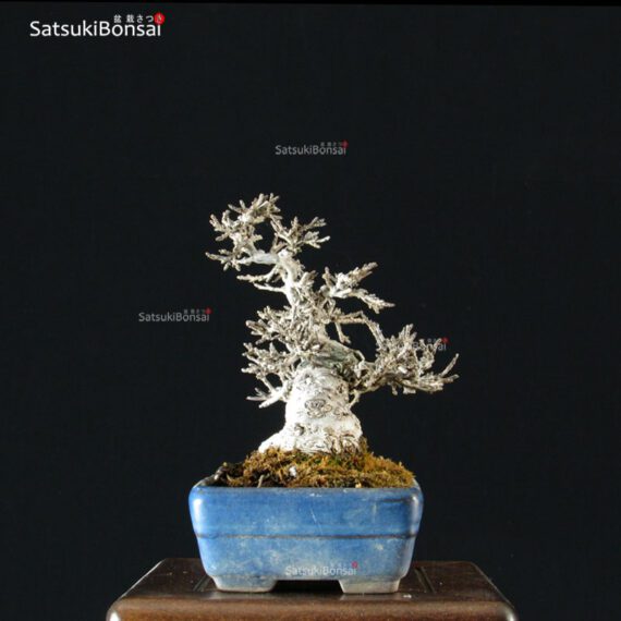 Ilex serrata Koshobai - immagine 15
