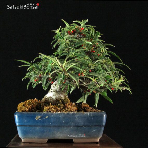 Ilex serrata Koshobai - immagine 10