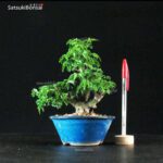 Acero Palmato Shishigashira