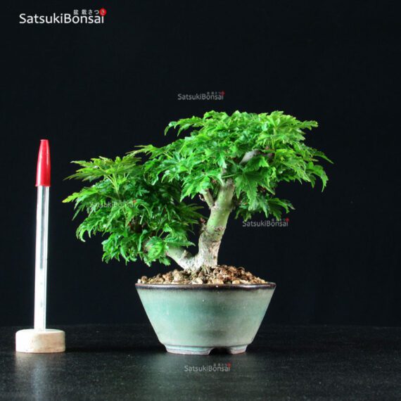 Acero Palmato Shishigashira - immagine 3