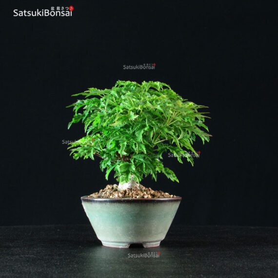 Acero Palmato Shishigashira - immagine 4