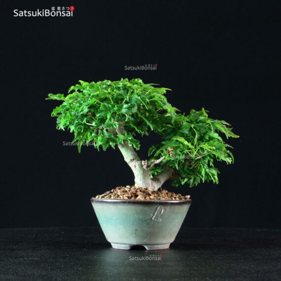 Acero Palmato Shishigashira - immagine 6